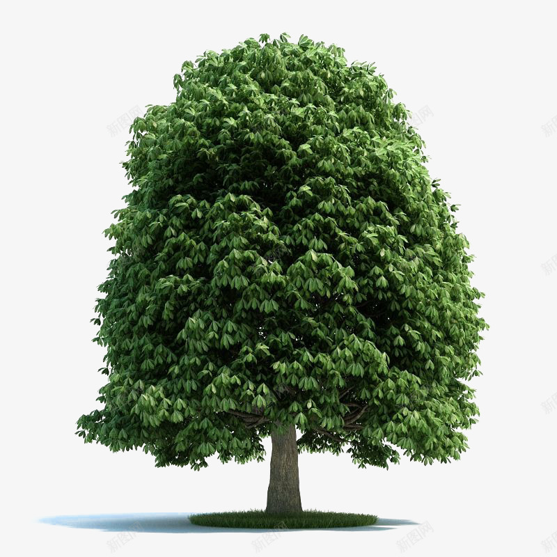 一颗桉树png免抠素材_新图网 https://ixintu.com 一颗树 一颗桉树图片素材免费下载 树木 桉树 植物 清新 绿色