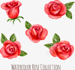 5款水彩绘红玫瑰矢量图素材