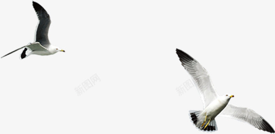创意摄影海边飞翔的海鸥png免抠素材_新图网 https://ixintu.com 创意 摄影 海边 海鸥 飞翔