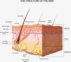 皮肤矢量图素材