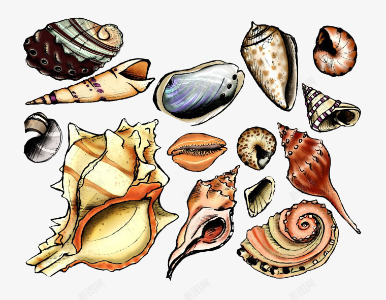 卡通海洋生物贝壳png免抠素材_新图网 https://ixintu.com 海产 海洋生物 海鲜 贝壳