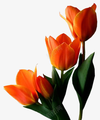 橙色郁金香png免抠素材_新图网 https://ixintu.com 橙色花朵 绿叶郁金香素材 花卉 花束