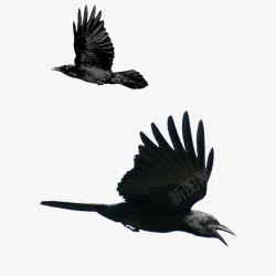 鹰鸟两款飞翔的鹰鸟高清图片
