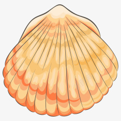 橙色贝壳橙色贝壳高清图片