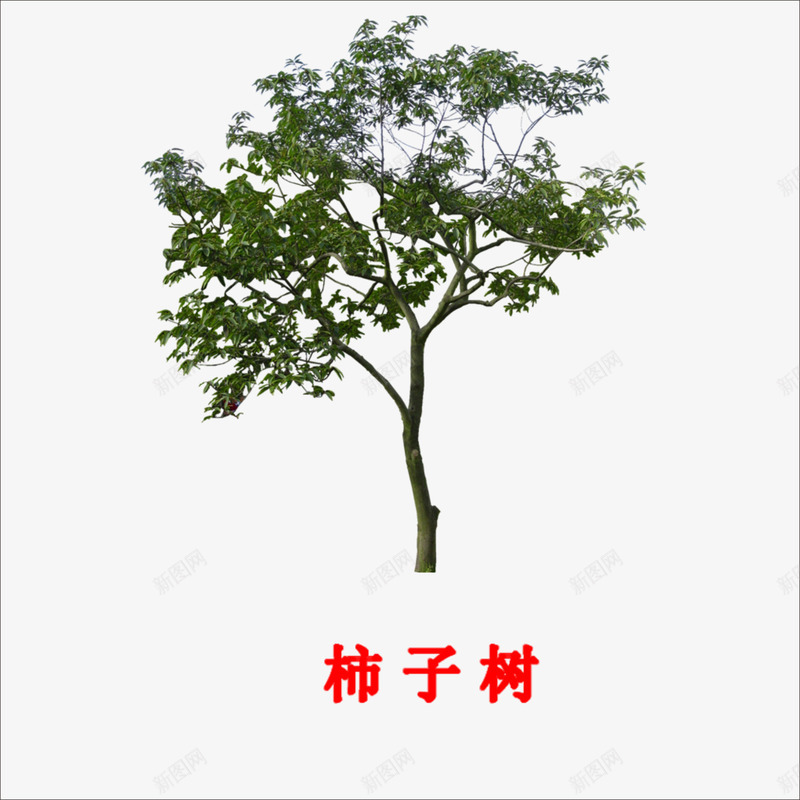 柿子树png免抠素材_新图网 https://ixintu.com 大树 柿子树木