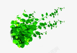 绿叶藤蔓植物装饰图案素材
