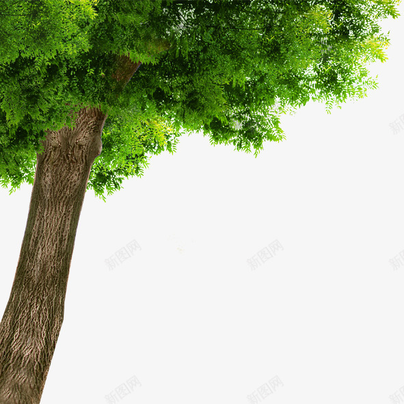 树木专辑psd免抠素材_新图网 https://ixintu.com 大树 树木 绿色 茂盛 葱绿