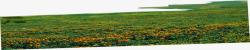 橙色草地公园平原草地和花朵高清图片