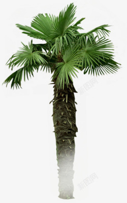 椰子树木温泉景观素材