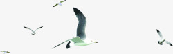 创意合成森林的飞翔的海鸥素材