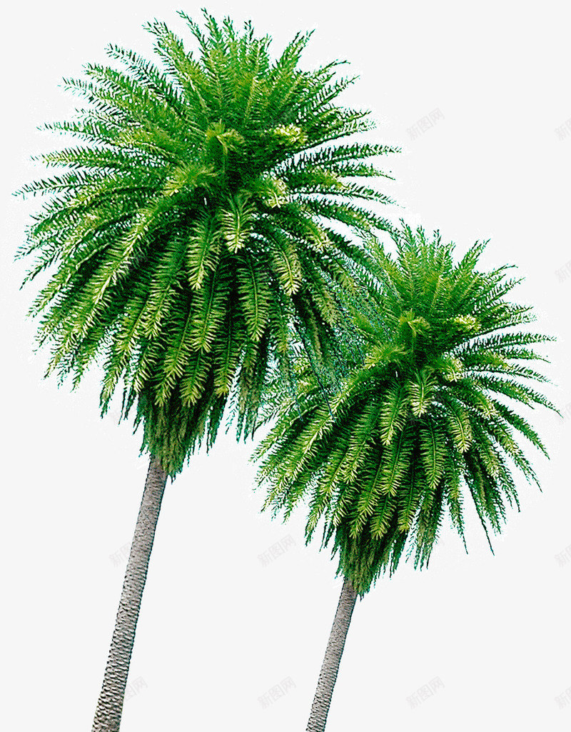 热带椰树png免抠素材_新图网 https://ixintu.com 树木 植物 椰树 海边 热带