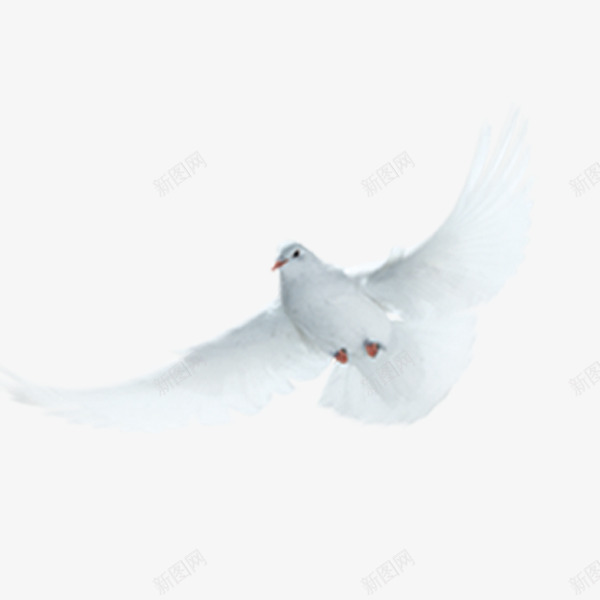 白色的信鸽png免抠素材_新图网 https://ixintu.com 信鸽 动物 白鸽 装饰 飞翔 飞鸽传书