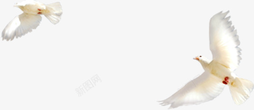 郊外飞翔的白鸽装饰png免抠素材_新图网 https://ixintu.com 白鸽 装饰 郊外 飞翔