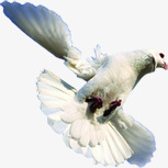 白色飞翔鸽子摄影素材