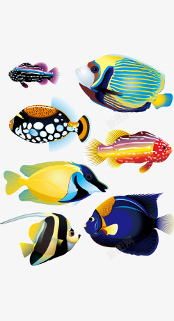 海洋彩色鱼类素材