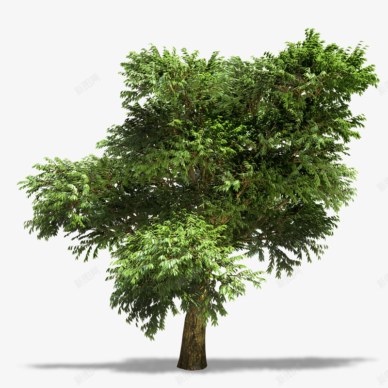 绿色植物实景png免抠素材_新图网 https://ixintu.com 大树 树木 树灌 植物 植被 绿色 绿色植物