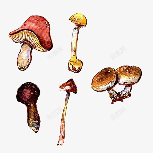 蘑菇手绘画片png免抠素材_新图网 https://ixintu.com 手绘水彩 猴头菇 蘑菇