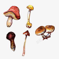 蘑菇手绘画片素材