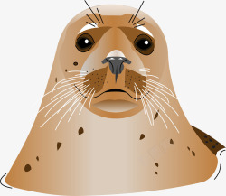 棕色海狮可怜的海狮高清图片