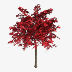 一个笔直红色叶子树木素材