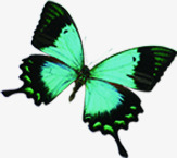 春季绿色飞翔的蝴蝶素材