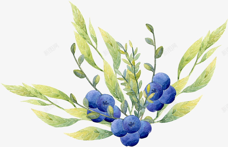 彩绘蓝莓叶子png免抠素材_新图网 https://ixintu.com 叶子 植物 水果 绿色的 美味的 蓝莓 藤条