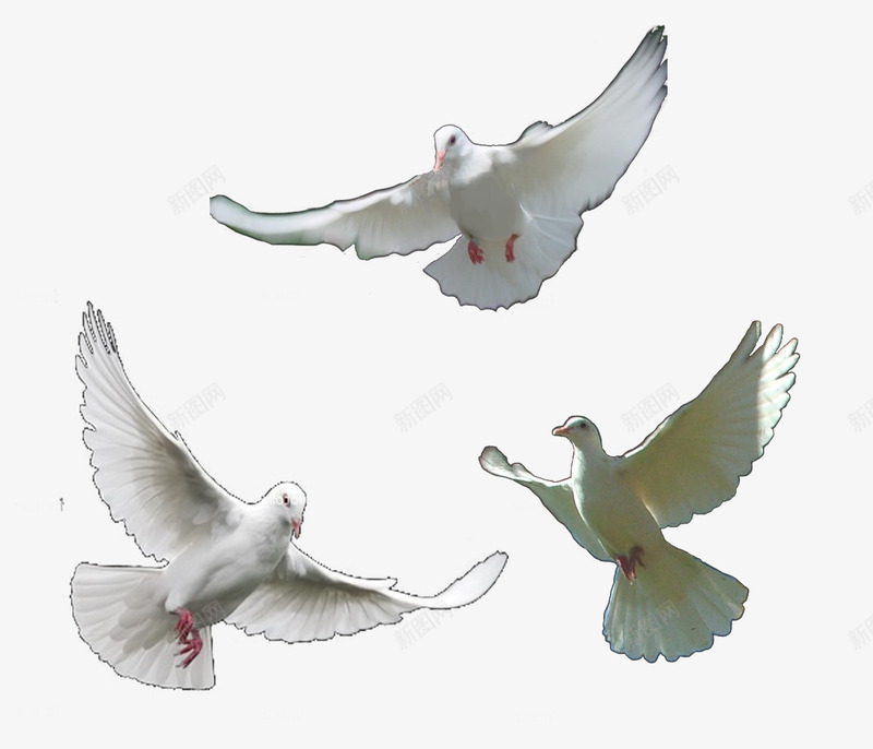 飞翔的白鸽png免抠素材_新图网 https://ixintu.com 信鸽 和平 家禽 白鸽 飞鸽传书 鸽子