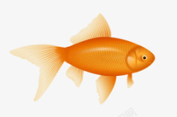 橙色椭圆金鱼素材
