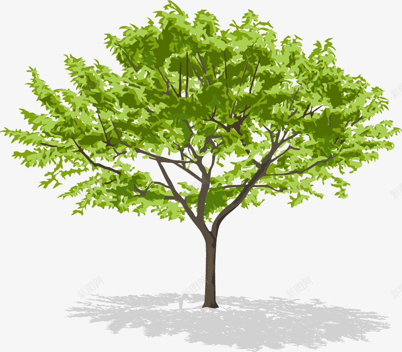 变种的洋槐树png免抠素材_新图网 https://ixintu.com 卡通洋槐树 变种 手绘洋槐树 树木 树种 洋槐树