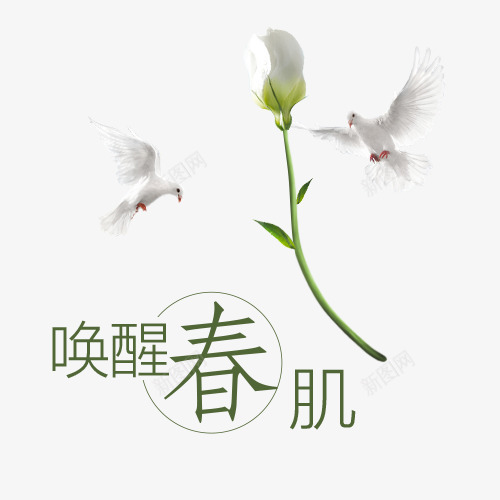 春天里的海鸥与花png免抠素材_新图网 https://ixintu.com 一朵白花 动物 字体 春天 海鸥 白色 绿色 飞翔的鸟