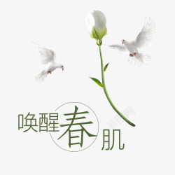 一朵白花春天里的海鸥与花高清图片