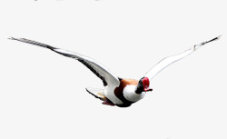 鸭飞飞翔的翘鼻麻鸭高清图片