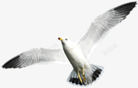 白色海鸥飞翔沙滩png免抠素材_新图网 https://ixintu.com 沙滩 海鸥 白色 飞翔