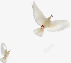 白色和平鸽飞翔摄影素材