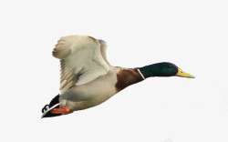 鸭飞飞翔的绿头鸭高清图片