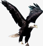 飞翔在空中摄影在空中飞翔的老鹰高清图片