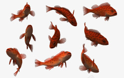 海洋海底生物素材