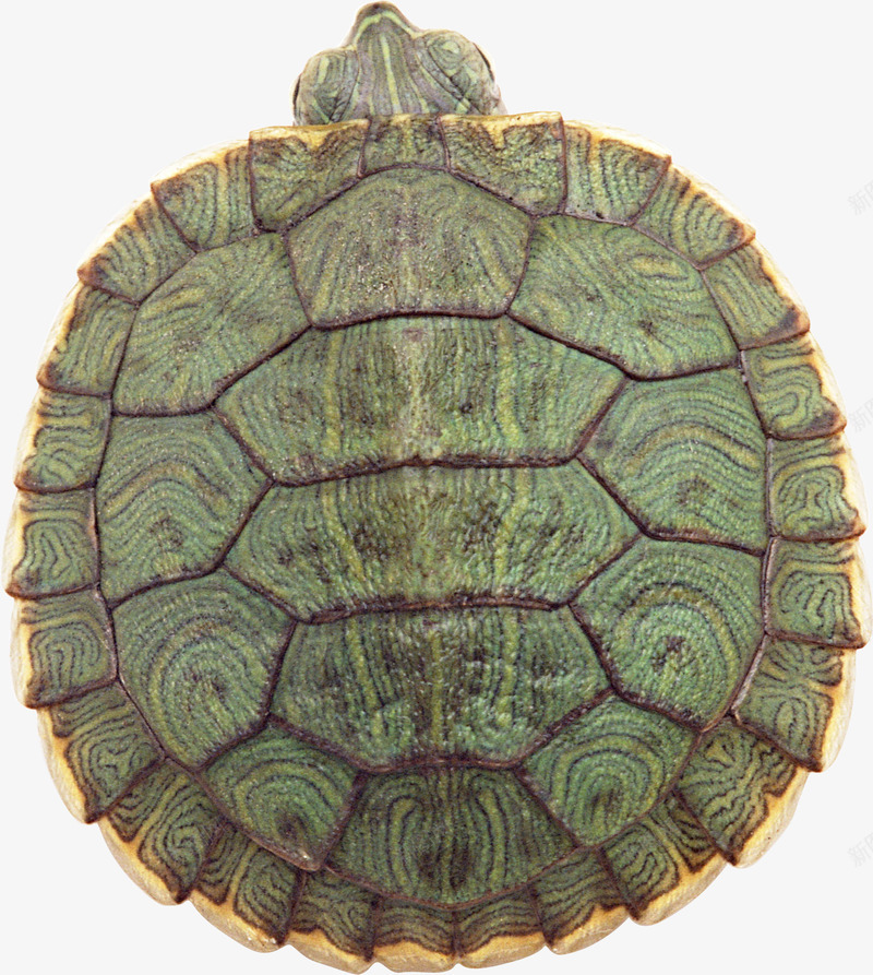 绿色斑纹的海龟png免抠素材_新图网 https://ixintu.com 国家保护动物 年迈风格 海洋生物 海龟 绿色斑纹