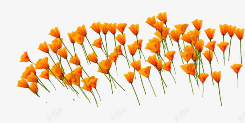 橙色花朵花海psd免抠素材_新图网 https://ixintu.com 橙色的花朵 花朵群