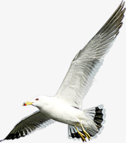自由飞翔的海鸥展翅高飞素材