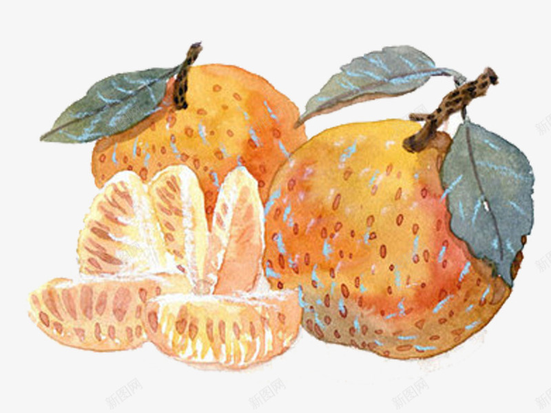 手绘橘子矢量图eps免抠素材_新图网 https://ixintu.com 橘子 橙色 水果 食物 矢量图