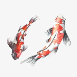 水彩绘红色小鱼素材