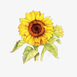彩绘向日葵向日葵插画高清图片