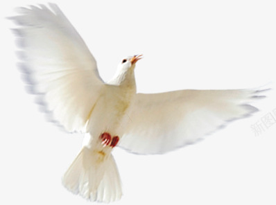 摄影白色飞翔的鸽子造型png免抠素材_新图网 https://ixintu.com 摄影 白色 造型 飞翔 鸽子