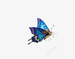 飞翔的蓝色蝴蝶素材