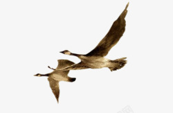 飞翔的鸭子会飞的鸭子素材