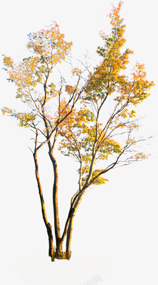 黄色枫树png免抠素材_新图网 https://ixintu.com 公园 枫树 树木 素材 装饰