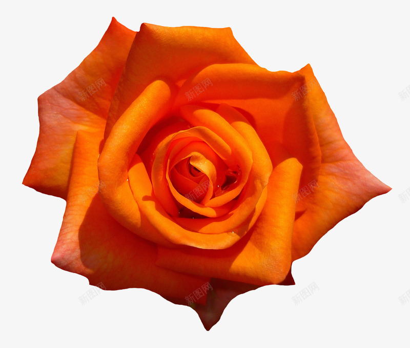 橙色玫瑰png免抠素材_新图网 https://ixintu.com 橙色 橙色玫瑰 橙色的 橙色的玫瑰 橙色花朵 玫瑰 花朵