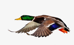 飞翔的鸭子绿头鸭摄影图高清图片