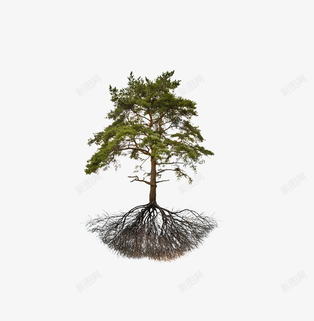 一棵松树png免抠素材_新图网 https://ixintu.com 完整的树 松树 树的根茎 植树 植物 爱护树木